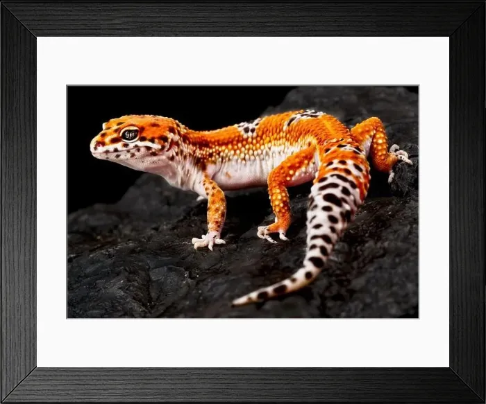 Framed Print : ©Matthijs Kuijpers - REPTILES4ALL Framed Print : ©Matthijs Kuijpers - REPTILES4ALL
