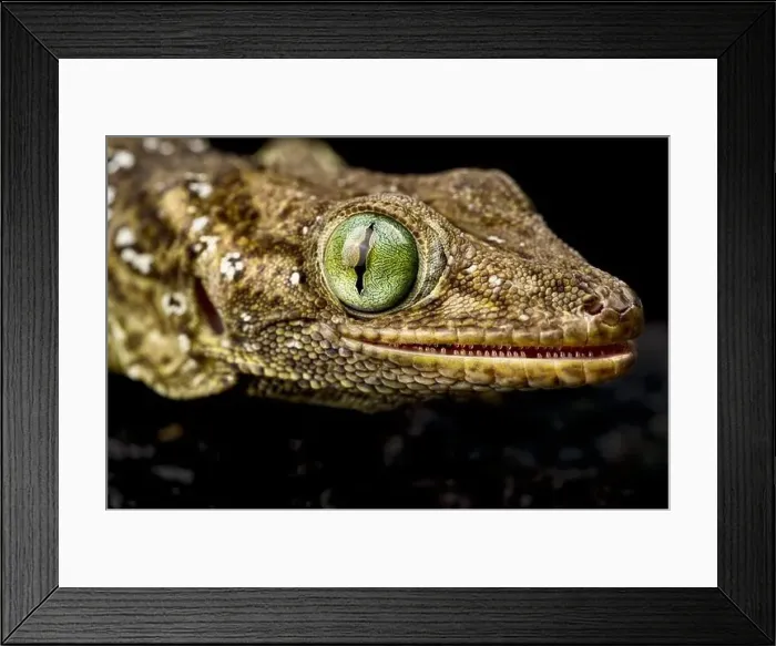 Framed Print : Green-eyed gecko (Gekko smithii) Framed Print : Green-eyed gecko (Gekko smithii)
