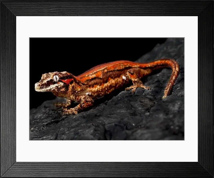 Framed Print : ©Matthijs Kuijpers Framed Print : ©Matthijs Kuijpers
