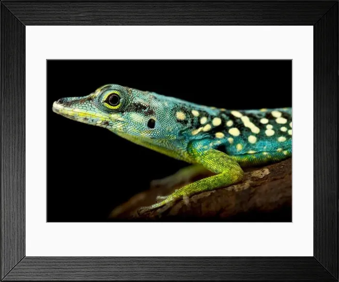Framed Print : Martinique Anole (Anolis roquet summus) male Framed Print : Martinique Anole (Anolis roquet summus) male