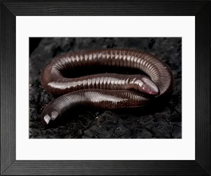 Framed Print : Mexican burrowing caecilian (Dermophis mexicanus) Framed Print : Mexican burrowing caecilian (Dermophis mexicanus)