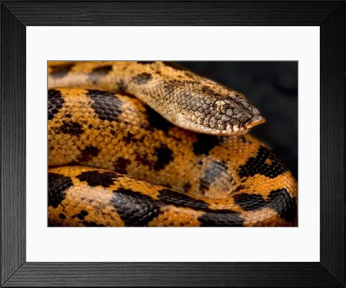 Framed Print : Muller's sand boa (Eryx muelleri) Framed Print : Muller's sand boa (Eryx muelleri)