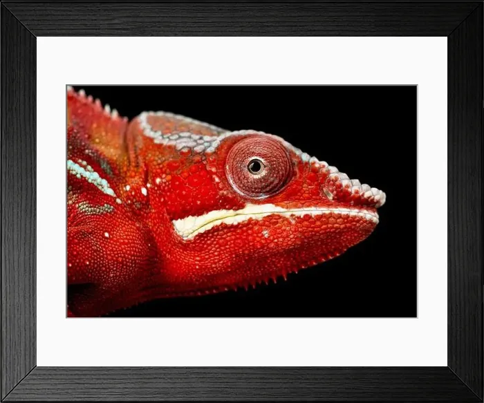 Framed Print : ther Chameleon (Furcifer pardalis) male Framed Print : ther Chameleon (Furcifer pardalis) male