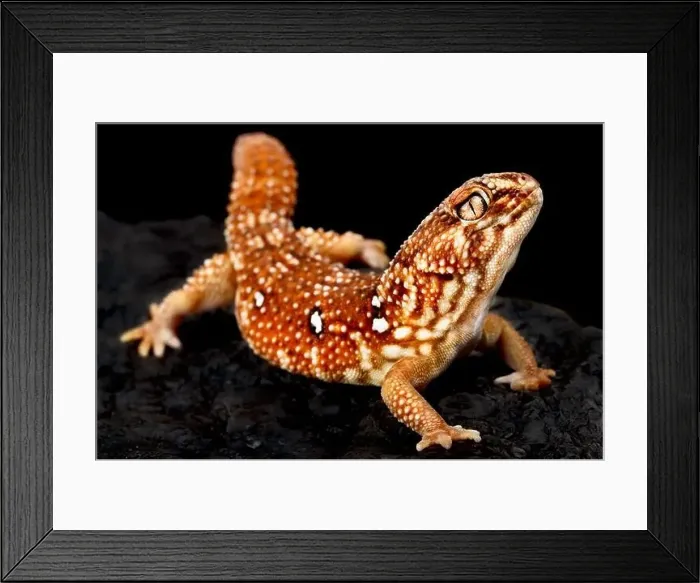 Framed Print : South African giant ground gecko (Chondrodactylus angulifer) Framed Print : South African giant ground gecko (Chondrodactylus angulifer)