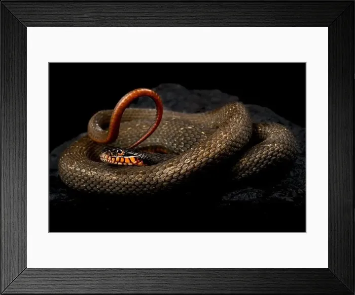 Framed Print : Redbelly water snake (Nerodia erythrogaster) Framed Print : Redbelly water snake (Nerodia erythrogaster)