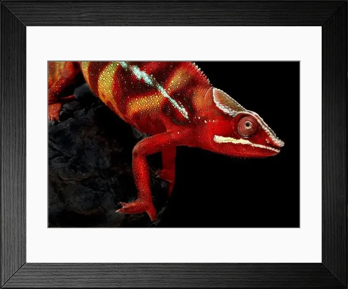 Framed Print : Panther Chameleon (Furcifer pardalis) male Framed Print : Panther Chameleon (Furcifer pardalis) male