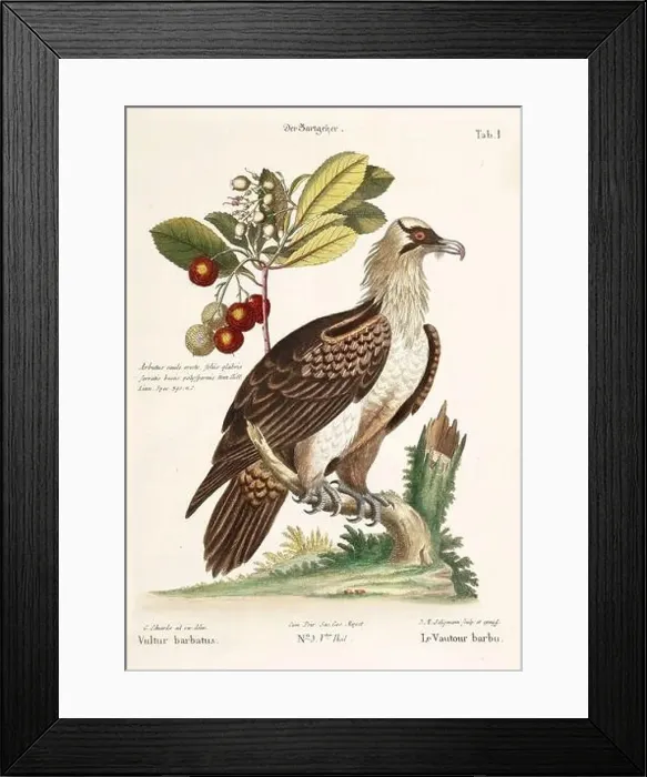 Framed Print : Bird illustration - The bearded Vulture - Antique plate of the dutch book: Collection of foreign and rare birds Framed Print : Bird illustration - The bearded Vulture - Antique plate of the dutch book: Collection of foreign and rare birds