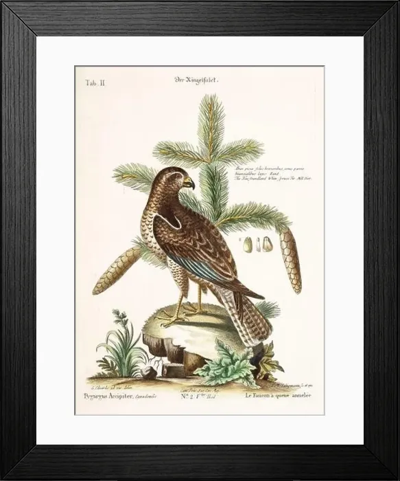 Framed Print : Bird illustration - The Falcon - Antique plate of the dutch book: Collection of foreign and rare birds Framed Print : Bird illustration - The Falcon - Antique plate of the dutch book: Collection of foreign and rare birds