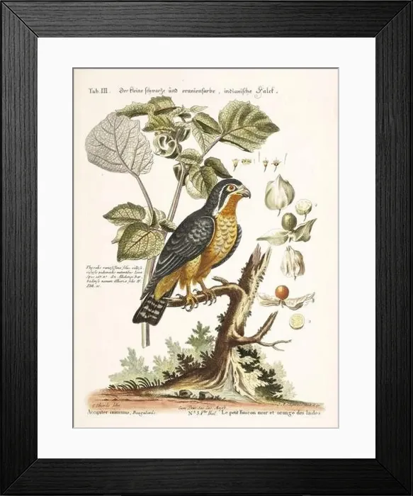 Framed Print : Bird illustration-The little black Falcon-Antique plate of the dutch book: Collection of foreign and rare birds Framed Print : Bird illustration-The little black Falcon-Antique plate of the dutch book: Collection of foreign and rare birds