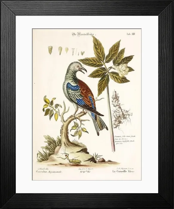 Framed Print : Bird illustration - The Blue Crow - Antique plate of the dutch book: Collection of foreign and rare birds Framed Print : Bird illustration - The Blue Crow - Antique plate of the dutch book: Collection of foreign and rare birds