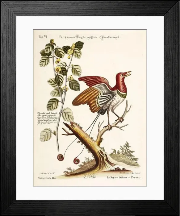 Framed Print : Bird illustration - Bird of Paradise - Antique plate of the dutch book: Collection of foreign and rare birds Framed Print : Bird illustration - Bird of Paradise - Antique plate of the dutch book: Collection of foreign and rare birds
