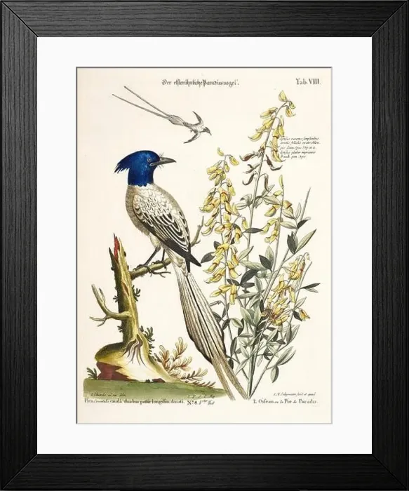 Framed Print : Bird illustration - Bird of Paradise - Antique plate of the dutch book: Collection of foreign and rare birds Framed Print : Bird illustration - Bird of Paradise - Antique plate of the dutch book: Collection of foreign and rare birds