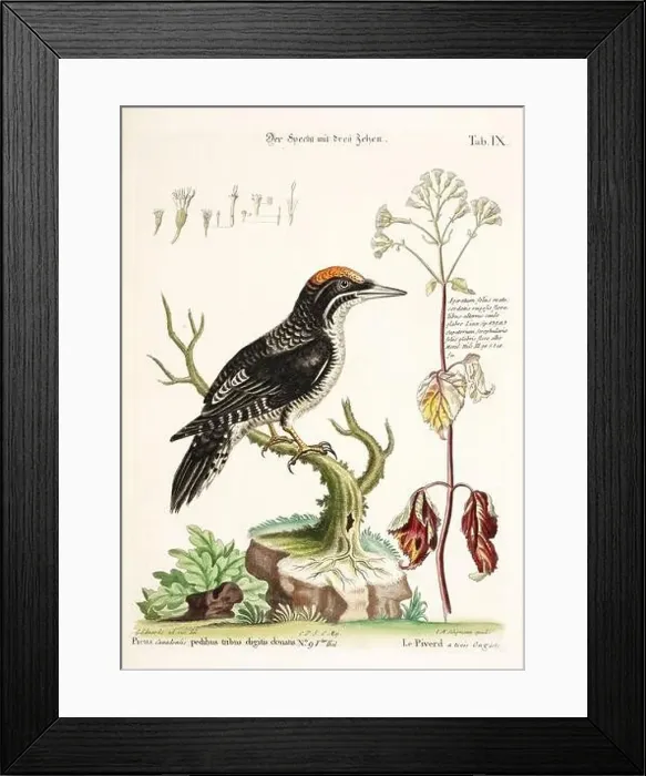Framed Print : Bird illustration - The Woodpecker - Antique plate of the dutch book: Collection of foreign and rare birds Framed Print : Bird illustration - The Woodpecker - Antique plate of the dutch book: Collection of foreign and rare birds