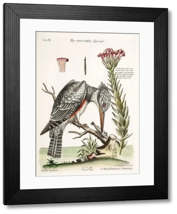 Framed Print : Bird illustration - The Kingfisher - Antique plate of the dutch book: Collection of foreign and rare birds Framed Print : Bird illustration - The Kingfisher - Antique plate of the dutch book: Collection of foreign and rare birds