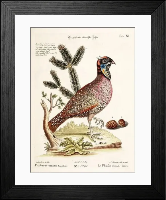Framed Print : Bird illustration - The Pheasant - Antique plate of the dutch book: Collection of foreign and rare birds Framed Print : Bird illustration - The Pheasant - Antique plate of the dutch book: Collection of foreign and rare birds