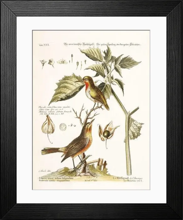 Framed Print : Bird illustration - The green Sparrow-Antique plate of the dutch book: Collection of foreign and rare birds Framed Print : Bird illustration - The green Sparrow-Antique plate of the dutch book: Collection of foreign and rare birds