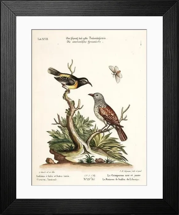 Framed Print : Bird illustration-Two Birds and a Butterfly-Antique plate of the dutch book: Collection of foreign and rare birds Framed Print : Bird illustration-Two Birds and a Butterfly-Antique plate of the dutch book: Collection of foreign and rare birds