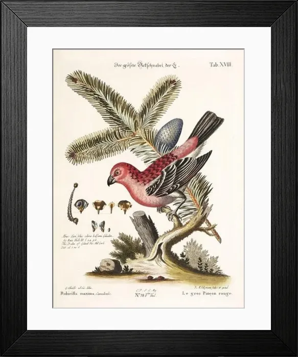 Framed Print : Bird illustration - Great Rosefinch -Antique plate of the dutch book: Collection of foreign and rare birds Framed Print : Bird illustration - Great Rosefinch -Antique plate of the dutch book: Collection of foreign and rare birds