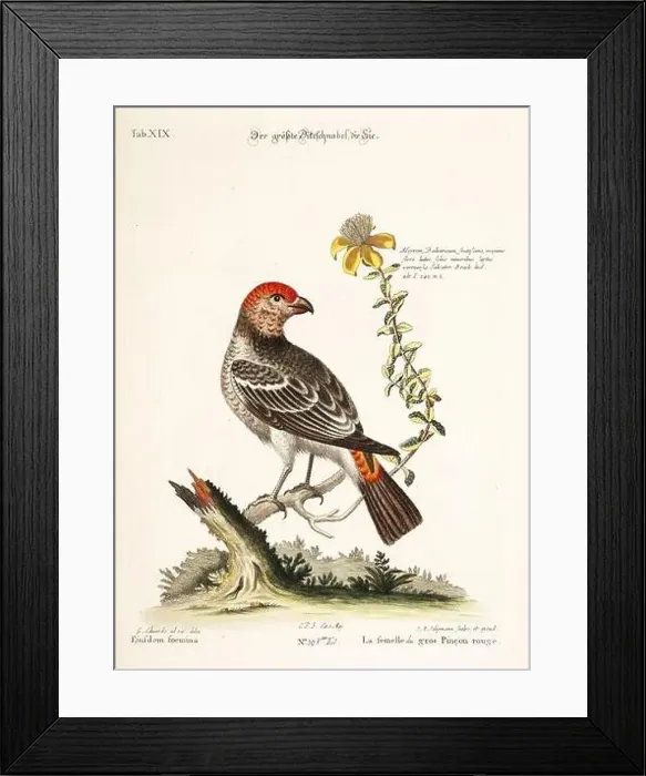 Framed Print : Bird illustration - Great Rosefinch -Antique plate of the dutch book: Collection of foreign and rare birds Framed Print : Bird illustration - Great Rosefinch -Antique plate of the dutch book: Collection of foreign and rare birds