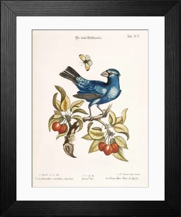 Framed Print : Bird illustration-The Blue Grosbeak-Antique plate of the dutch book: Collection of foreign and rare birds Framed Print : Bird illustration-The Blue Grosbeak-Antique plate of the dutch book: Collection of foreign and rare birds