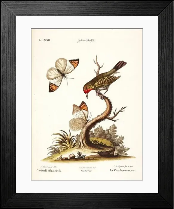 Framed Print : Bird illustration-A Goldfinch and Butterflies-Antique plate of the dutch book: Collection of foreign and rare birds Framed Print : Bird illustration-A Goldfinch and Butterflies-Antique plate of the dutch book: Collection of foreign and rare birds