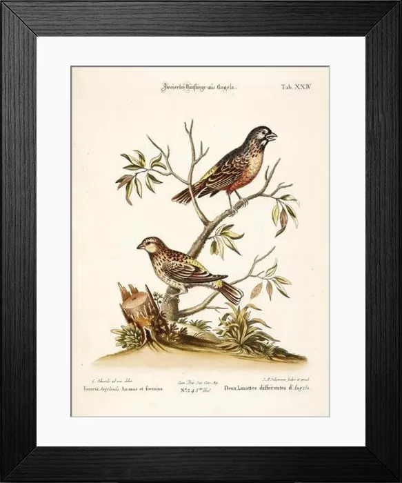 Framed Print : Bird illustration - The Linnet Bird - Antique plate of the dutch book: Collection of foreign and rare birds Framed Print : Bird illustration - The Linnet Bird - Antique plate of the dutch book: Collection of foreign and rare birds