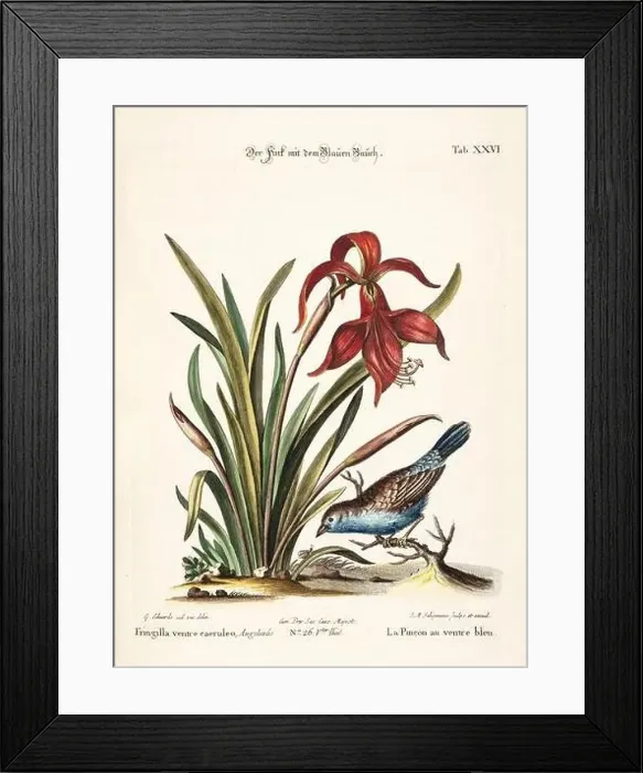 Framed Print : Bird illustration-Antique plate of the dutch book: Collection of foreign and rare birds Framed Print : Bird illustration-Antique plate of the dutch book: Collection of foreign and rare birds