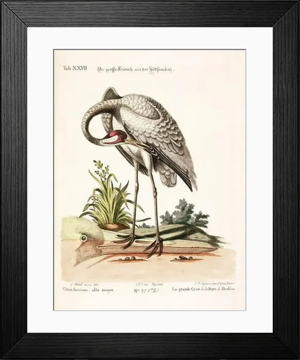 Framed Print : Bird illustration - The Big Crane - Antique plate of the dutch book: Collection of foreign and rare birds Framed Print : Bird illustration - The Big Crane - Antique plate of the dutch book: Collection of foreign and rare birds