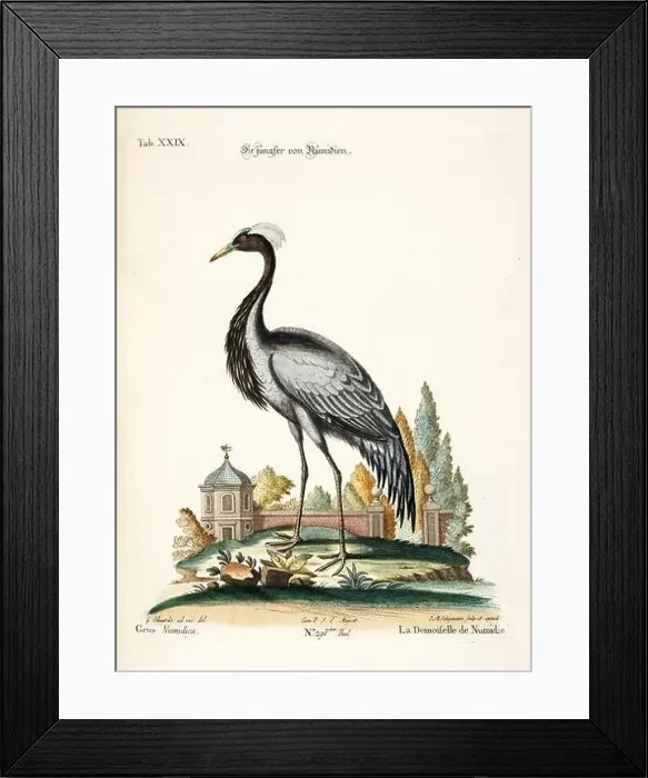 Framed Print : Bird illustration - The Crane - Antique plate of the dutch book: Collection of foreign and rare birds Framed Print : Bird illustration - The Crane - Antique plate of the dutch book: Collection of foreign and rare birds