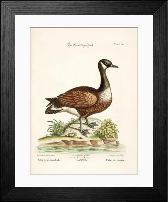 Framed Print : Bird illustration-The Goose-Antique plate of the dutch book: Collection of foreign and rare birds Framed Print : Bird illustration-The Goose-Antique plate of the dutch book: Collection of foreign and rare birds