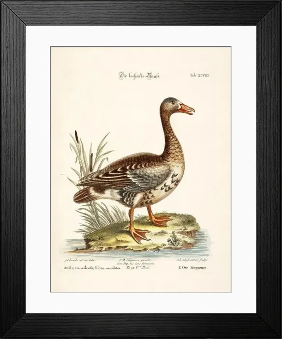 Framed Print : Bird illustration-The Goose-Antique plate of the dutch book: Collection of foreign and rare birds Framed Print : Bird illustration-The Goose-Antique plate of the dutch book: Collection of foreign and rare birds