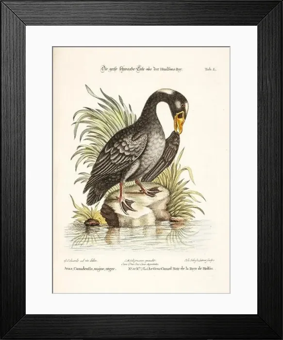 Framed Print : Bird illustration-Black Goose-Antique plate of the dutch book: Collection of foreign and rare birds Framed Print : Bird illustration-Black Goose-Antique plate of the dutch book: Collection of foreign and rare birds