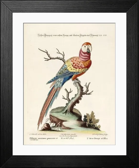 Framed Print : Bird illustration - Parrot - Antique plate of the dutch book: Collection of foreign and rare birds Framed Print : Bird illustration - Parrot - Antique plate of the dutch book: Collection of foreign and rare birds