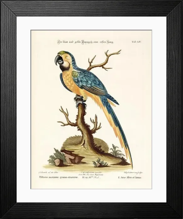 Framed Print : Bird illustration - Parrot - Antique plate of the dutch book: Collection of foreign and rare birds Framed Print : Bird illustration - Parrot - Antique plate of the dutch book: Collection of foreign and rare birds