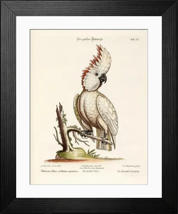 Framed Print : Bird illustration - Cockatoo - Antique plate of the dutch book: Collection of foreign and rare birds Framed Print : Bird illustration - Cockatoo - Antique plate of the dutch book: Collection of foreign and rare birds