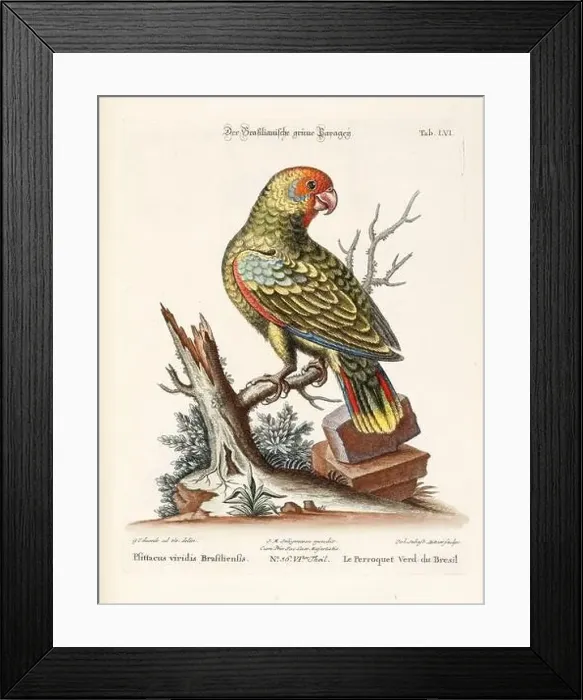 Framed Print : Bird illustration - Parrot - Antique plate of the dutch book: Collection of foreign and rare birds