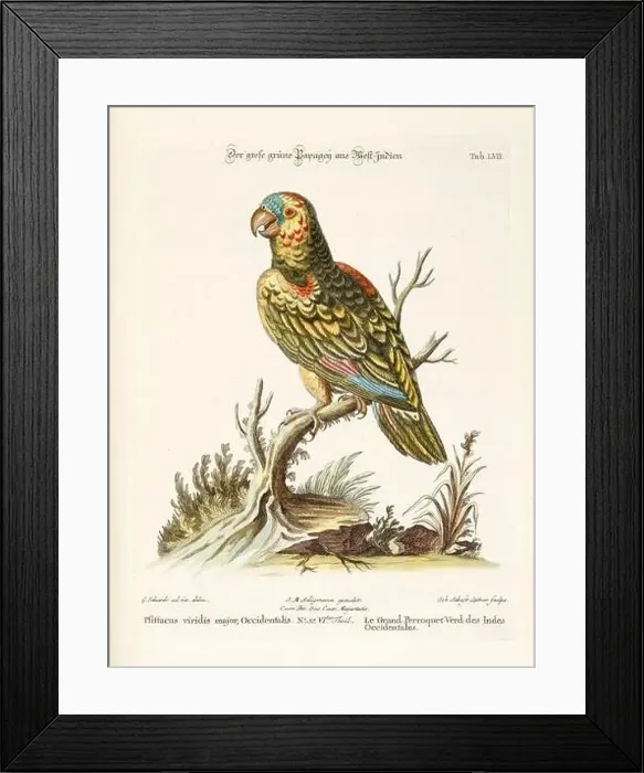 Framed Print : Bird illustration - Parrot - Antique plate of the dutch book: Collection of foreign and rare birds Framed Print : Bird illustration - Parrot - Antique plate of the dutch book: Collection of foreign and rare birds