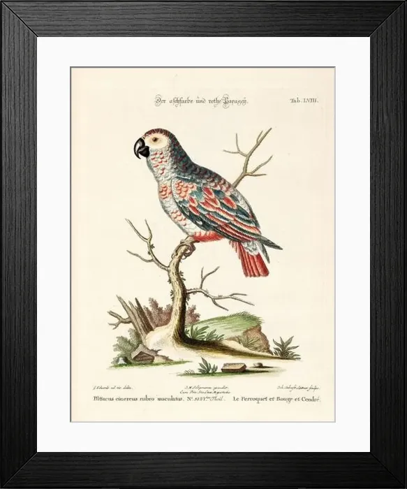 Framed Print : Bird illustration - Parrot - Antique plate of the dutch book: Collection of foreign and rare birds Framed Print : Bird illustration - Parrot - Antique plate of the dutch book: Collection of foreign and rare birds