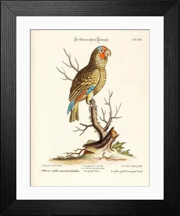 Framed Print : Bird illustration - Parrot - Antique plate of the dutch book: Collection of foreign and rare birds Framed Print : Bird illustration - Parrot - Antique plate of the dutch book: Collection of foreign and rare birds