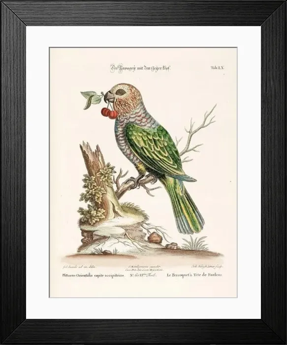 Framed Print : Bird illustration - Parrot - Antique plate of the dutch book: Collection of foreign and rare birds Framed Print : Bird illustration - Parrot - Antique plate of the dutch book: Collection of foreign and rare birds