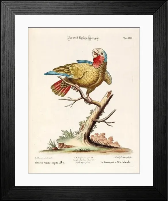 Framed Print : Bird illustration - Parrot - Antique plate of the dutch book: Collection of foreign and rare birds Framed Print : Bird illustration - Parrot - Antique plate of the dutch book: Collection of foreign and rare birds