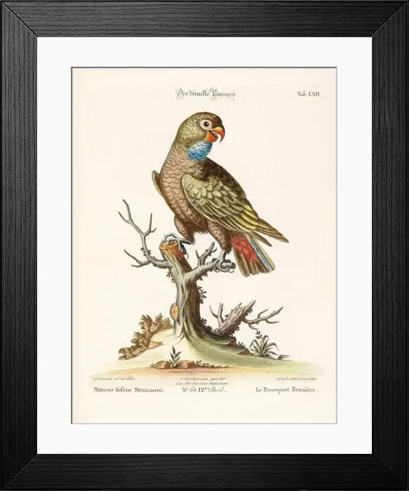 Framed Print : Bird illustration - Parrot - Antique plate of the dutch book: Collection of foreign and rare birds Framed Print : Bird illustration - Parrot - Antique plate of the dutch book: Collection of foreign and rare birds