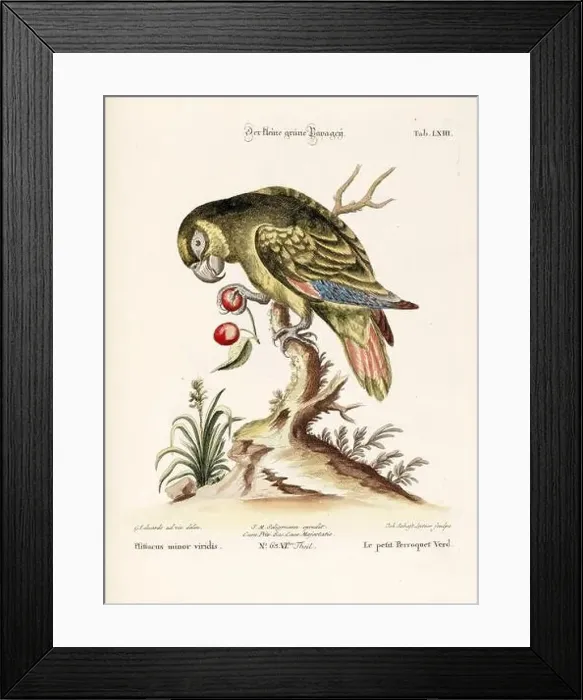 Framed Print : Bird illustration - Parrot - Antique plate of the dutch book: Collection of foreign and rare birds Framed Print : Bird illustration - Parrot - Antique plate of the dutch book: Collection of foreign and rare birds