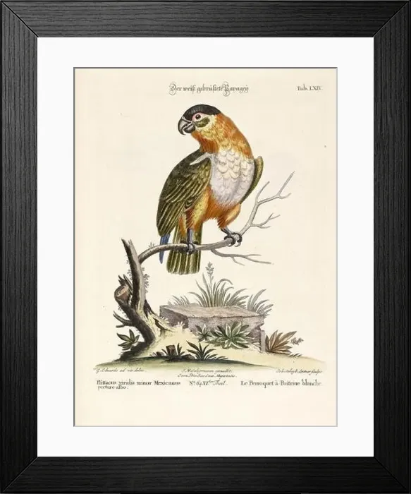 Framed Print : Bird illustration - Parrot - Antique plate of the dutch book: Collection of foreign and rare birds Framed Print : Bird illustration - Parrot - Antique plate of the dutch book: Collection of foreign and rare birds