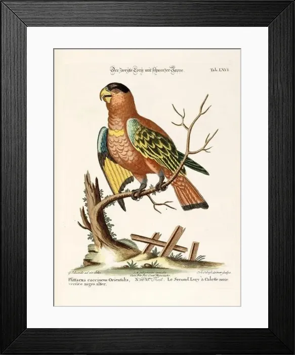 Framed Print : Bird illustration - Parrot - Antique plate of the dutch book: Collection of foreign and rare birds