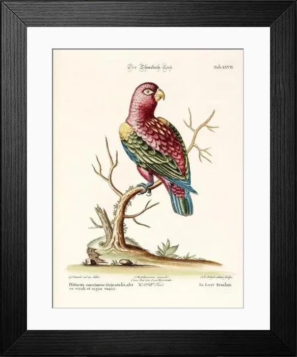 Framed Print : Bird illustration - Parrot - Antique plate of the dutch book: Collection of foreign and rare birds