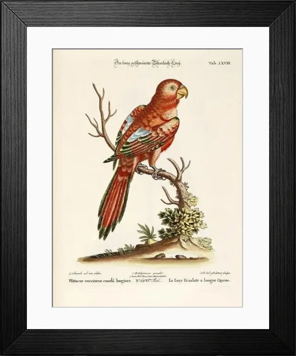 Framed Print : Bird illustration - Parrot - Antique plate of the dutch book: Collection of foreign and rare birds Framed Print : Bird illustration - Parrot - Antique plate of the dutch book: Collection of foreign and rare birds