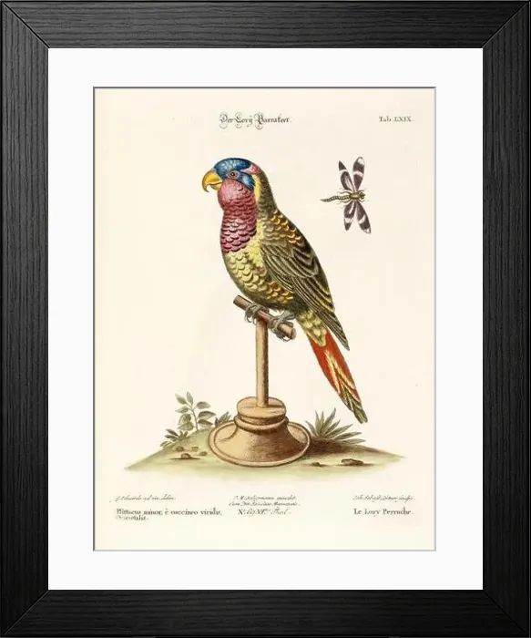 Framed Print : Bird illustration - Parrot - Antique plate of the dutch book: Collection of foreign and rare birds Framed Print : Bird illustration - Parrot - Antique plate of the dutch book: Collection of foreign and rare birds