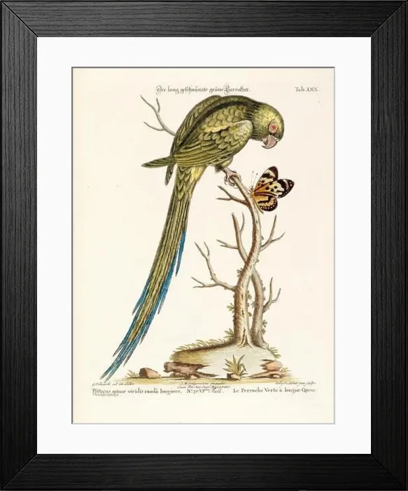 Framed Print : Bird illustration - Parrot - Antique plate of the dutch book: Collection of foreign and rare birds