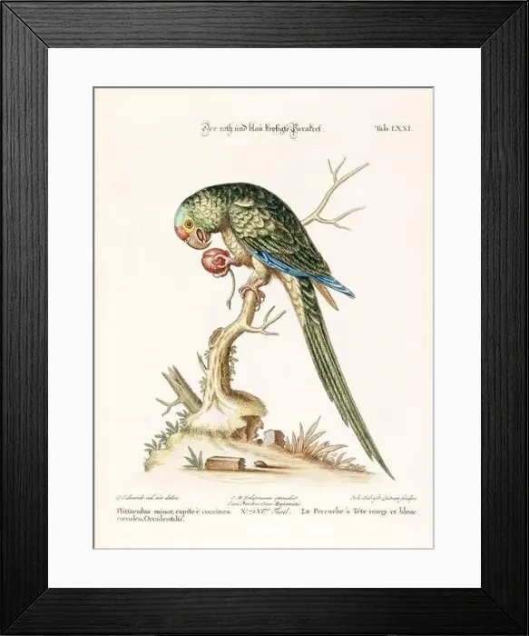 Framed Print : Bird illustration - Parrot - Antique plate of the dutch book: Collection of foreign and rare birds Framed Print : Bird illustration - Parrot - Antique plate of the dutch book: Collection of foreign and rare birds